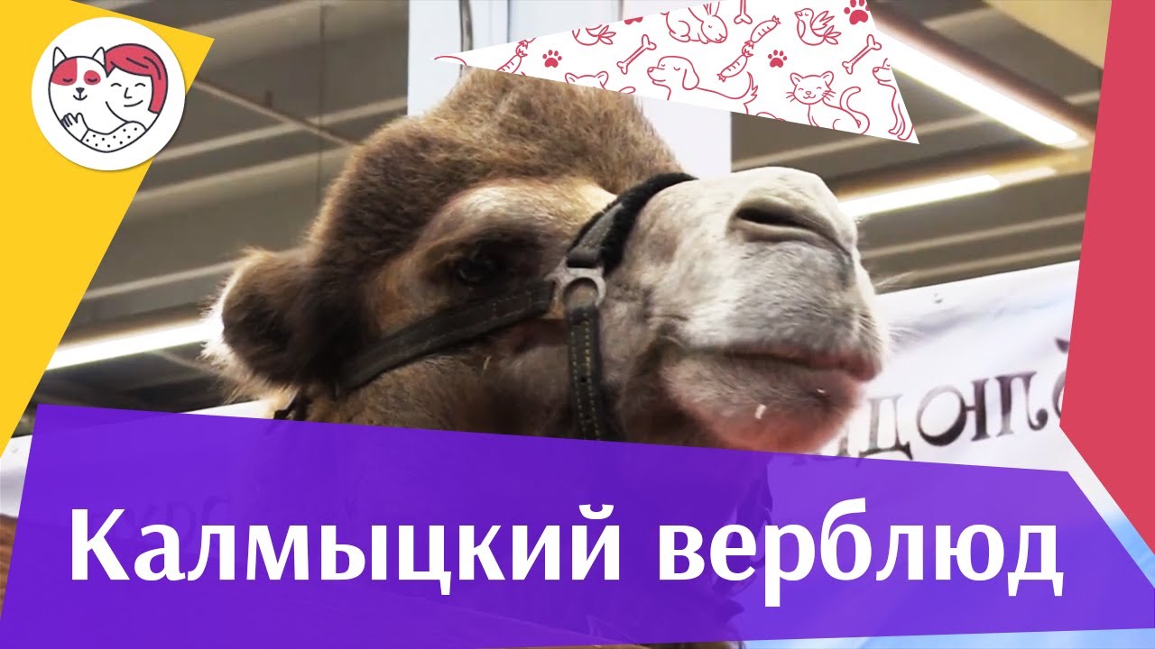 ВЕРБЛЮД КАЛМЫЦКОЙ ПОРОДЫ Агропромышленная выставка Золотая осень 2016 iLikePet