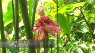 "Tiwe' Lamain-ou" St.Lucian Kweyol Folk Song