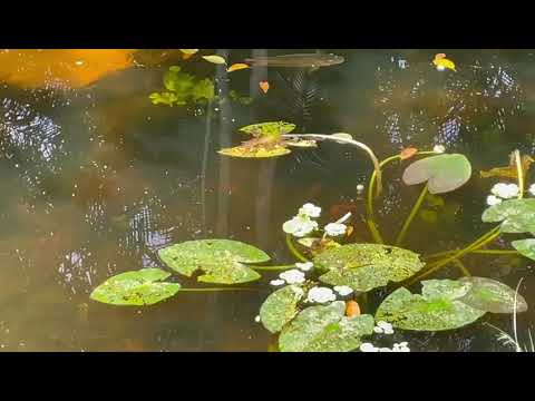 Fruits n' Cahoots pond , Davie , Florida , March 19 2023 , #1