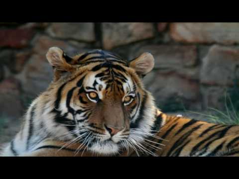 Rusty Draper - Tiger Lily