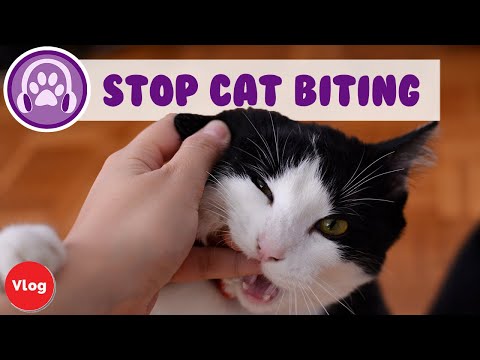 How to Stop Your Cat from Biting You (FAST)