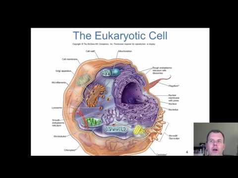 Chapter 5 - The Eukaryotes