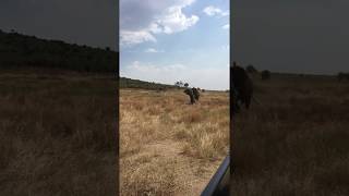 preview picture of video 'Elephant charging tourist Safari vehicle in Serengeti National Park'