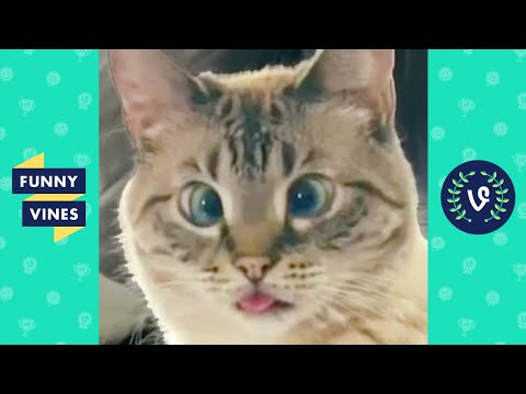 CROSS EYED CAT 🐱| FUNNY CATS