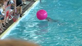 Смотреть онлайн Умные дельфины исполняют разные трюки