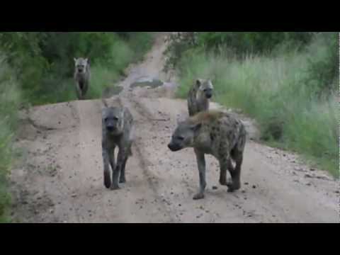 A clan of hyenas approaching game vehicle