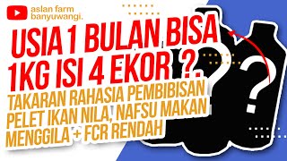 Download lagu How to feed tilapia fish so they grow quickly (1kg contains 4 fish for 1 month?) mp3