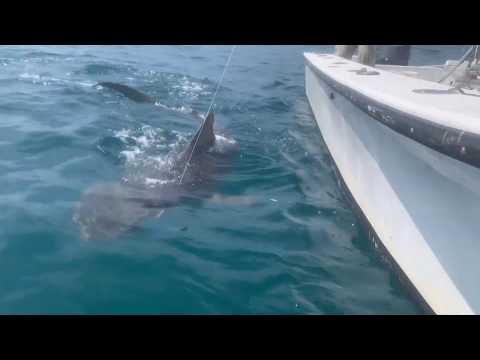 Tiger Shark Clip