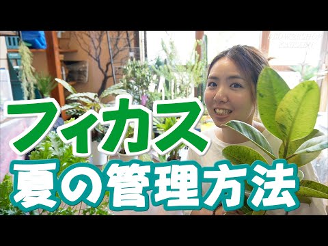 春に良いスタートを切るために、キョウチクトウにいつ肥料を与えればよいでしょうか?なんの天然肥料？  庭園