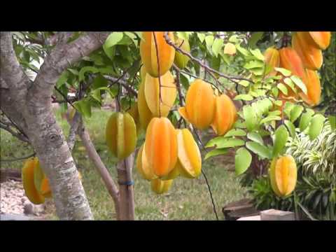 amazing hydroponic farming system 24