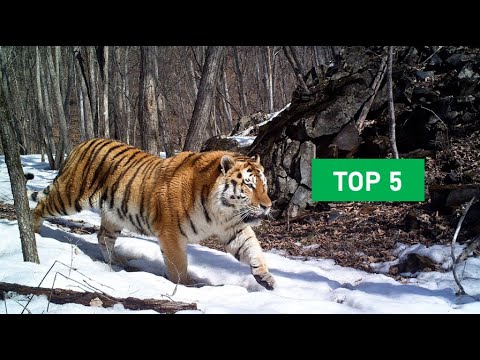Top 5 World's largest cats | Biggest Species | Wildlife Adventure