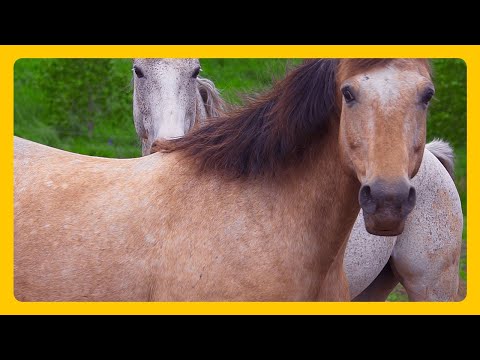 Relax With Wild Horses - Mustang Horse 2 hours RELAXING MUSIC HD 1080P Screensaver