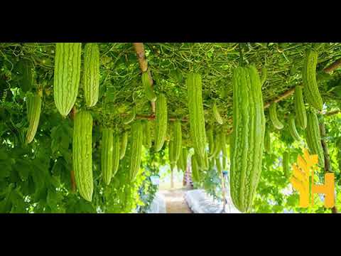 Barelaa (balsam apple) prices latest, global prices today - 2022/2023