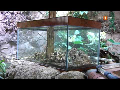 Geschichten aus dem Osnabrücker Zoo -- Die Blattschneiderameisen