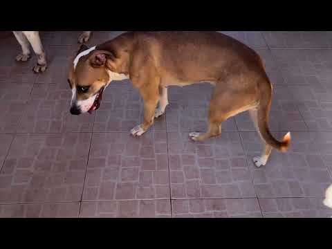 Vídeo de SHEBA