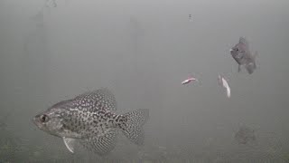 Ice Fishing Crappie and Bluegills (Aqua Vu HD7i PRO)
