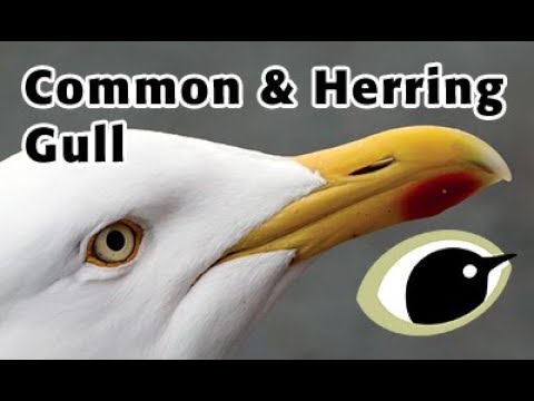 BTO Bird ID - Common & Herring Gull