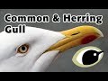 BTO Bird ID Common Herring Gull