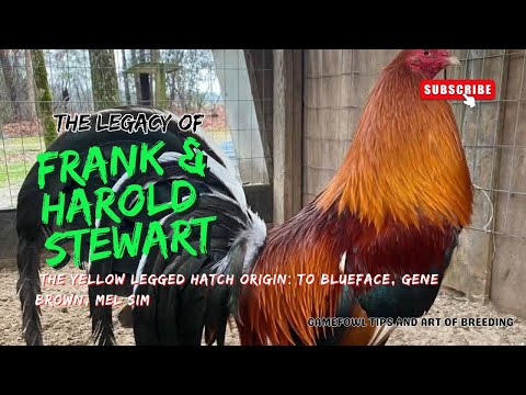 The YL Hatch Bloodline Origins: Frank & Harold Stewart to Blueface, Gene Brown, Mel Sims