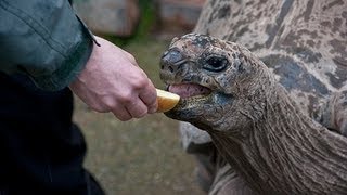 preview picture of video 'Feeding Experience - Feed The Tortoises At Paignton Zoo, Devon'