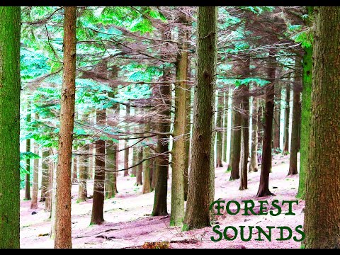 Soft Forest Sounds For Relaxation