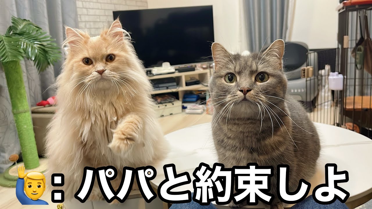 猫たちと大切な約束をしました