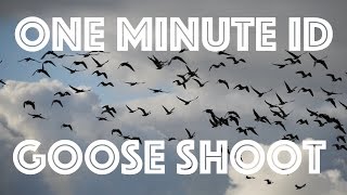 Goose Shooting. Hunting the Pink Footed Goose. One Minute ID