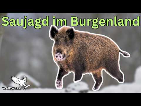 Fürstliche Drückjagd im Burgenland [Drückjagd auf Sauen im Jagdrevier Thiergarten]