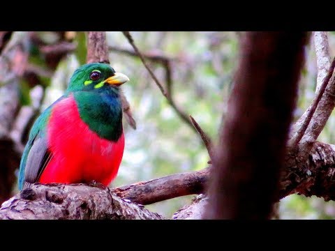 Absolutely Gorgeous Bird! The Narina Trogon or Bosloerie