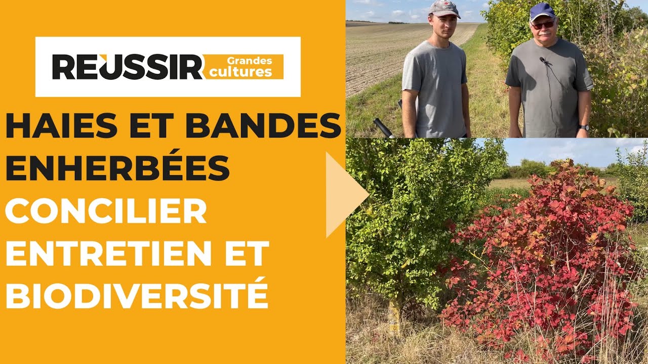 Haies et bandes enherbées : concilier entretien et biodiversité