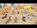 The Secret Life Of Farm Forest Animals And Mystries Of The Lizards