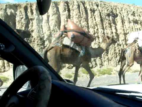 Caravan of camels on the road in Danakil Depression