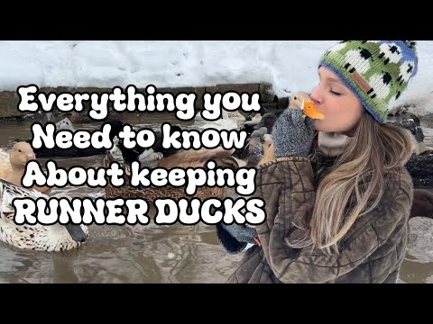 Everything You Need To Know About Keeping Runner Ducks!