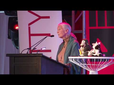Dr. Jane Goodall shares how she became an activist