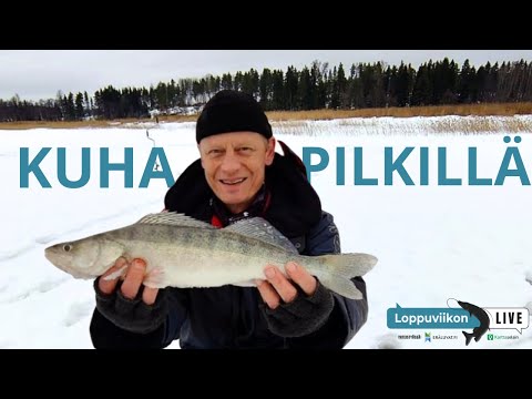 Loppuviikon LivE: Kuhan pilkintää
