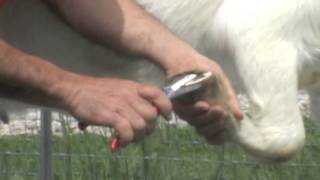 Trimming Hooves