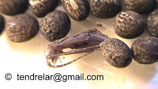 RARE : Naissance d'un phasme du Pérou vue de très près ! (Peruphasma schultei)