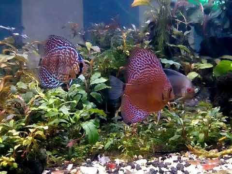 Wow!! Exotic Plant Of Bucephalandra and Discus Fish