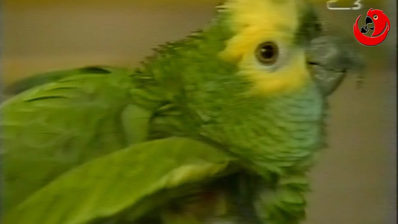 Rita the Opera Singer - Parrot Chat 1999 Finalist