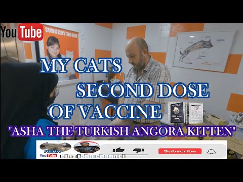 MY CATS SECOND DOSE OF VACCINE // ANTI RABIES  // DEWORMING  // 