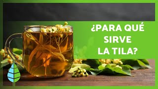 BENEFICIOS de la TILA 🌿 (Propiedades, Cómo preparar una INFUSIÓN y Contraindicaciones)