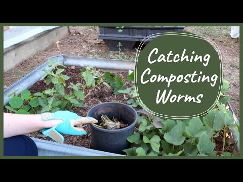 How to Catch Worms in the Garden for FREE!
