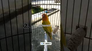 Download lagu Cara agar lovebird ngekek panjang mp3 Download lagu Cara agar lovebird ngekek panjang mp3