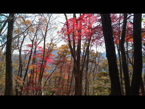 [Para registros] Folhas de outono, Keitoku-in, Monte Oshika, Monte Oboyama, Monte Yonezawa, Monte Sasago Gangaharazuri