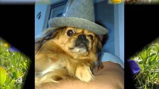 Carinchen - Jeder Abschied kann ein Anfang sein (performed on Tyros 5)