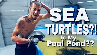MY POOL POND has SEA TURTLES??!!.. | Blake'sExoticAnimalRanch
