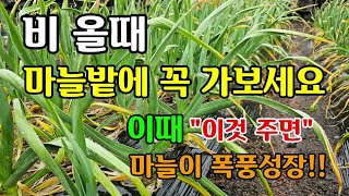 비 올때 마늘밭에 꼭 가보시고 이것 두가지 해주시면 마늘이 굵어지고 폭풍성장 잘 자랍니다 #마늘농사 #텃밭농…