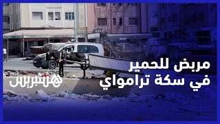 مربض للحمير في سكة الترامواي في منطقة مولاي رشيد بالدار البيضاء thumbnail