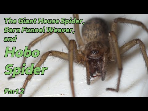 Hobo Spider, Giant House Spider, and Barn Funnel Weaver Part 2 - The Spiders in Your House