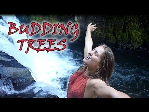 MFTP - Budding Trees